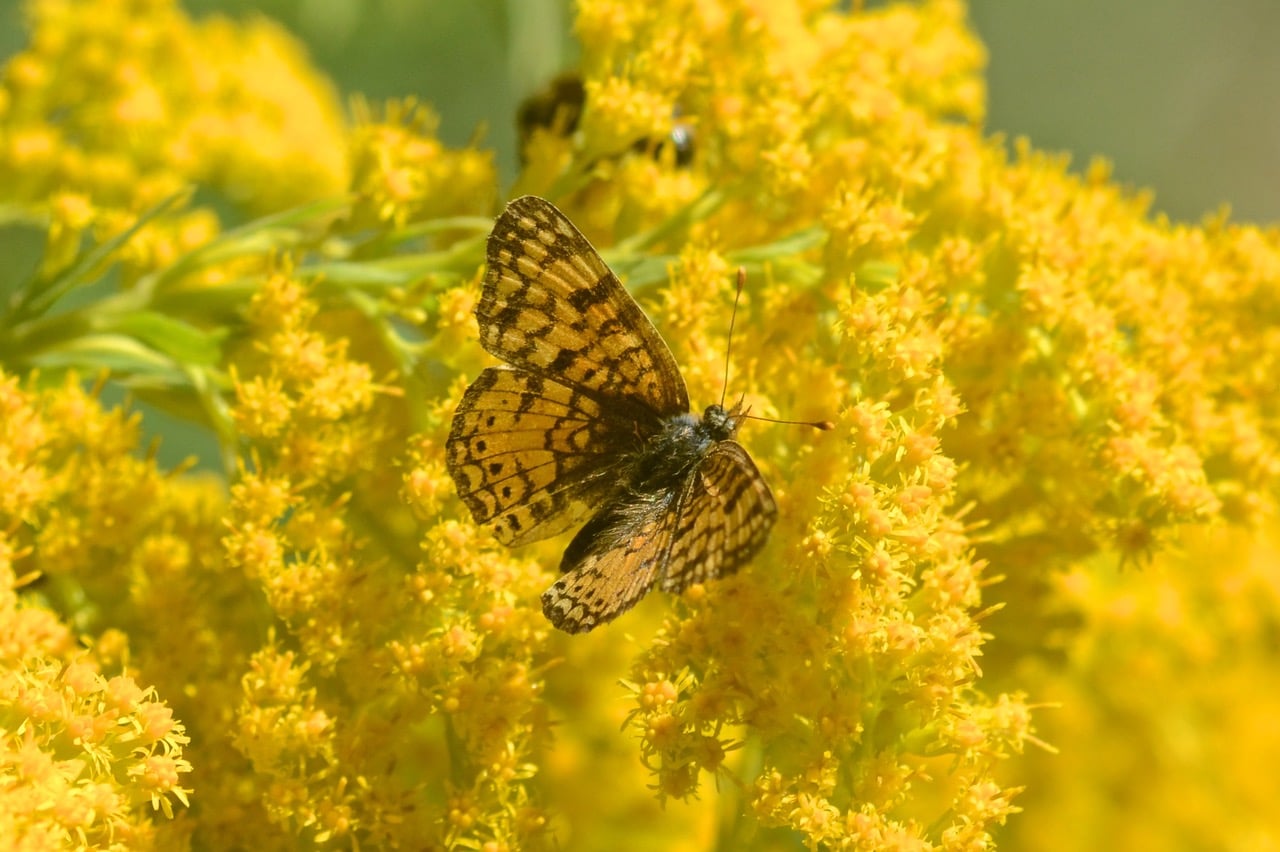 Pollinator/Habitat Plant