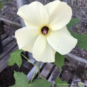 Hibiscus Manihot