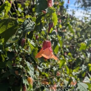 Orange-Flowering Maple