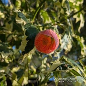 Variegated-Flowering Maple