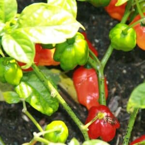 Aji Dulce Sweet Pepper