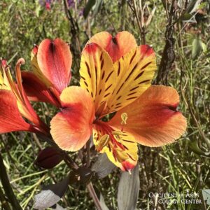 Peruvian Lily