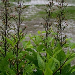 American Figwort