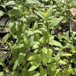 American Skullcap/Maddog Skullcap