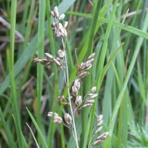 American Sweet Grass