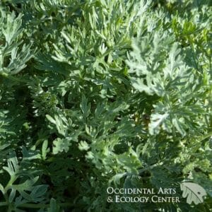 Tree Wormwood