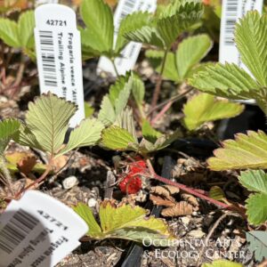 Attila Red Trailing Alpine Strawberry