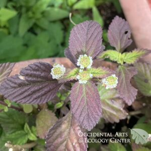 Aztec Sweet Herb