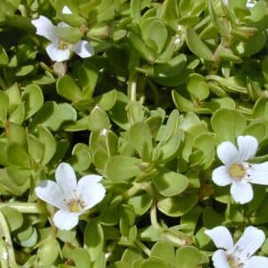 Bacopa/Brahmi