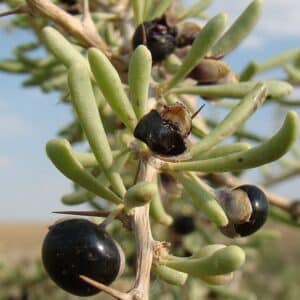 Black Goji Berry