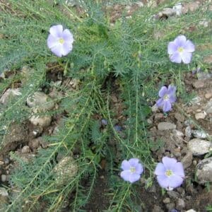 Blue Flax