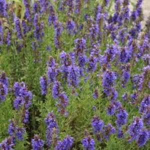 Blue-Flowered Hyssop