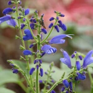 Blue Vine Sage