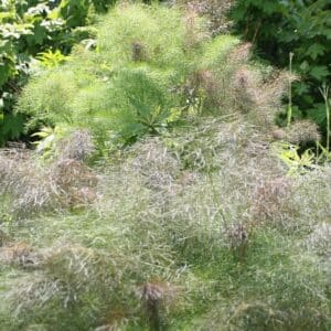 Bronze Fennel