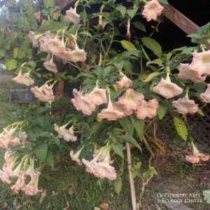 Pink-Flowered Angel's Trumpet