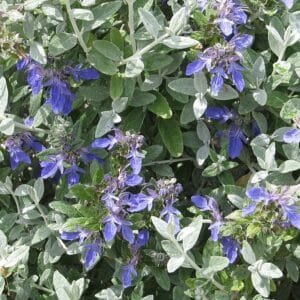 Bush Germander