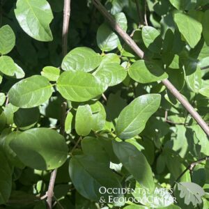 Spicebush