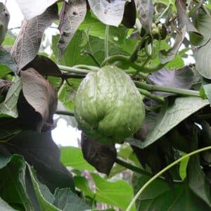 Chayote
