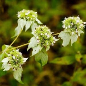 Cherokee Sweet Mint