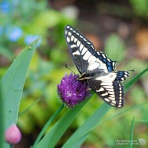 Chives