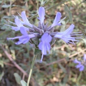 Cleveland Blue Sage