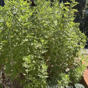 Common Mugwort/Moxa