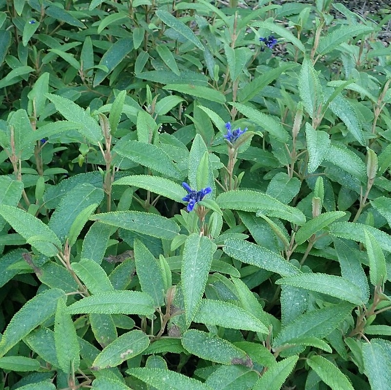 Corrugated Sage
