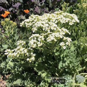 Sea Kale