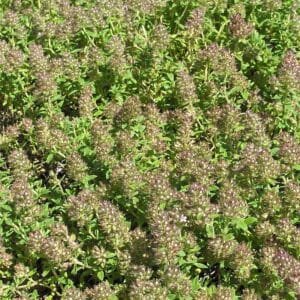 Creeping Thyme