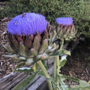 Green Globe Artichoke