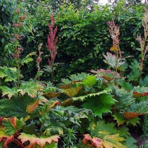 Da Huang/Chinese Rhubarb