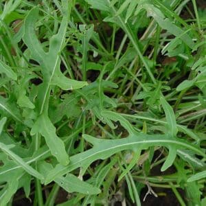 Dragon's Tongue Arugula