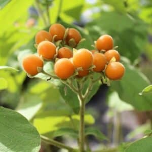 Dwarf Tamarillo