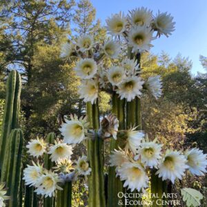San Pedro Cactus