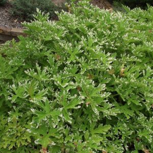 Fragrant Frosty Geranium