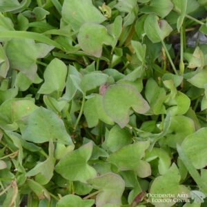 French Sorrel