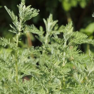 Fringed Wormwood