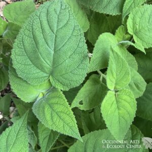 Fruit-Scented Sage