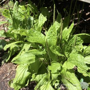 Giant Turkish Plantain