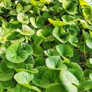 Gotu Kola