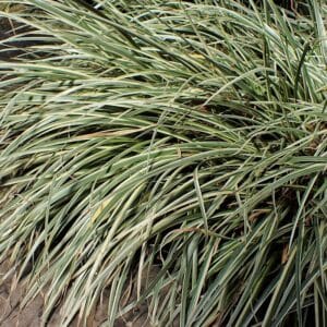 Grassy Sweet Flag