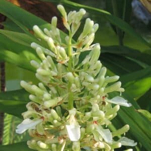 Greater Galangal