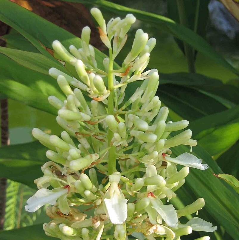 Greater Galangal