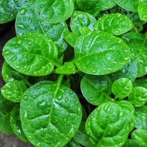 Green Malabar Spinach