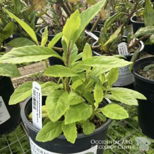Green Okinawan Spinach