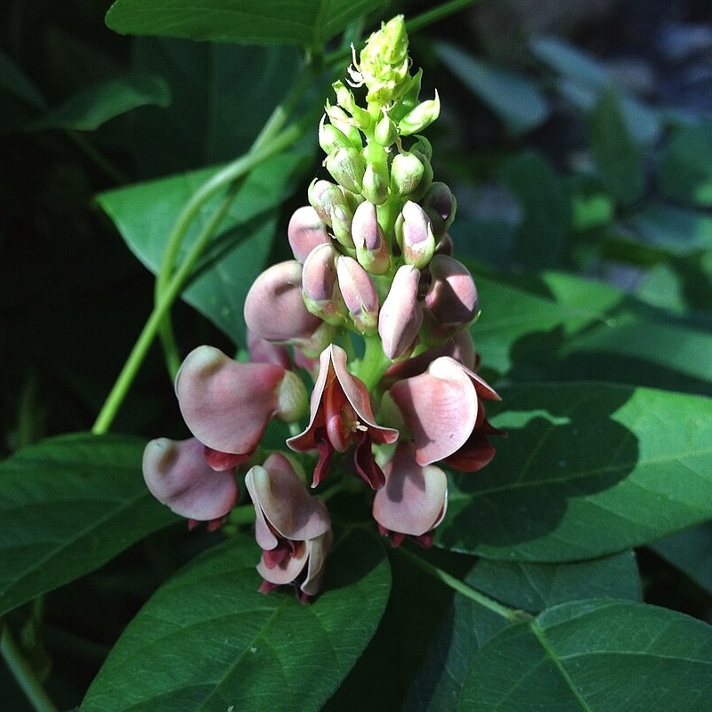 Groundnut
