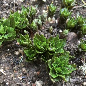 Caucasian Spinach