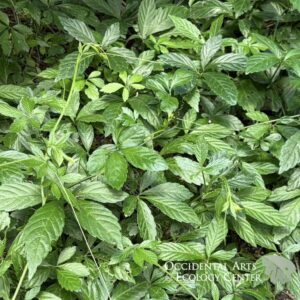 Jiaogulan/Longevity Herb