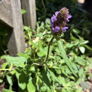 Self Heal