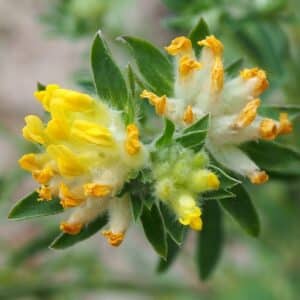 Kidney Vetch